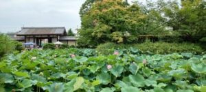 東寺　はす