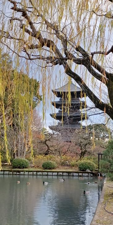 カモと東寺とおじさん１