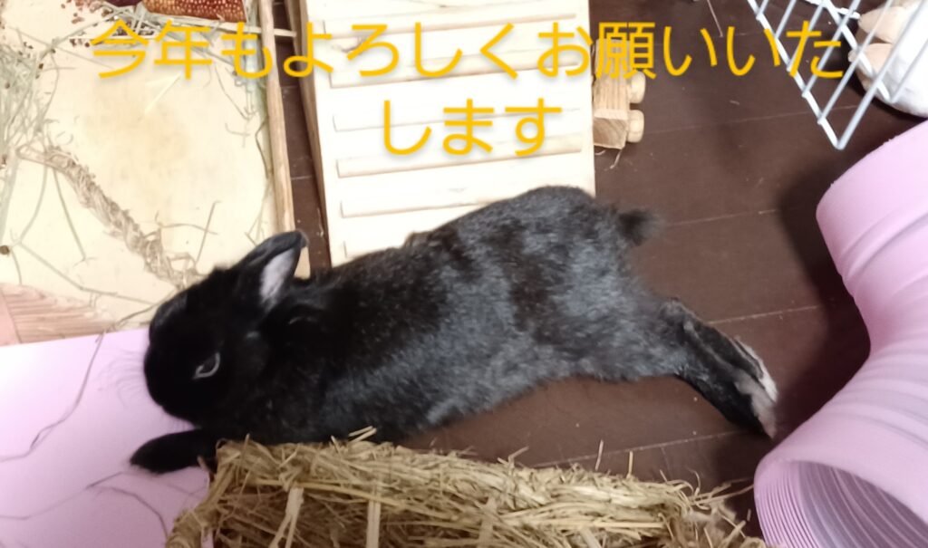 うさぎ