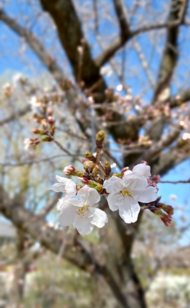 桜