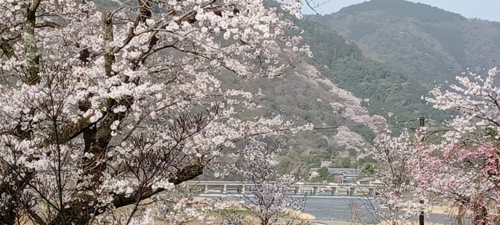 桜