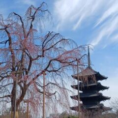 東寺３月アイキャッチ