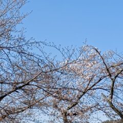 桜