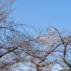 桜