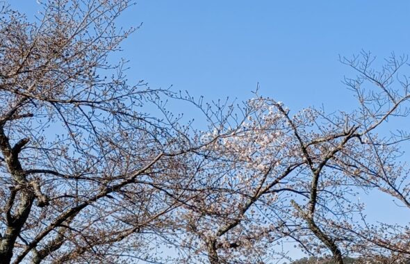 桜