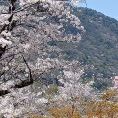 嵐山桜