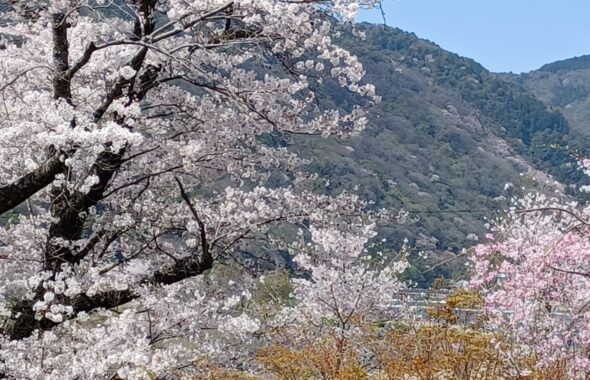 嵐山桜