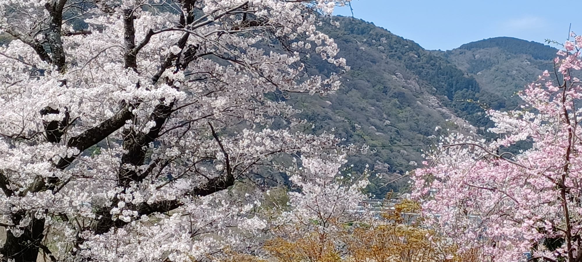 嵐山桜