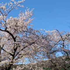 がんばった桜