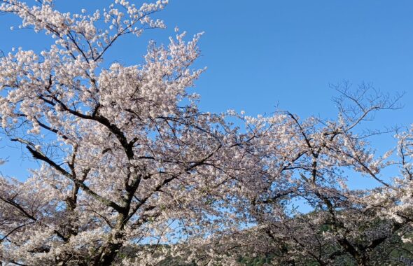 がんばった桜