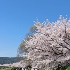 北山桜