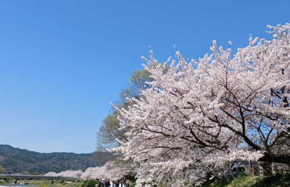 北山桜