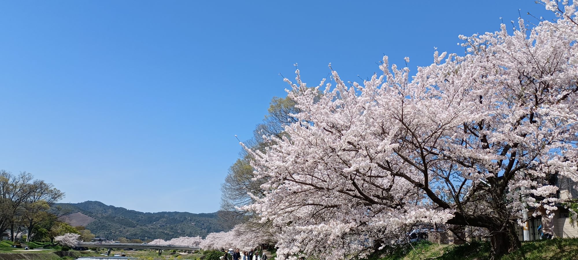 北山桜