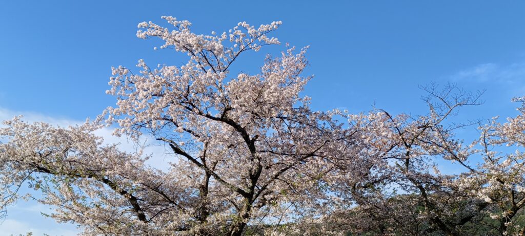 桜