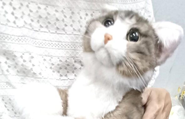 ゆみちゃん