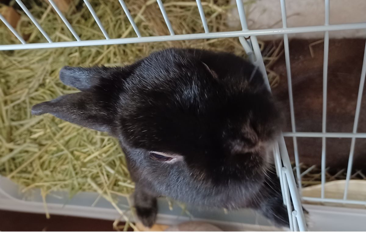 リンゴをおねだりするうさぎさん